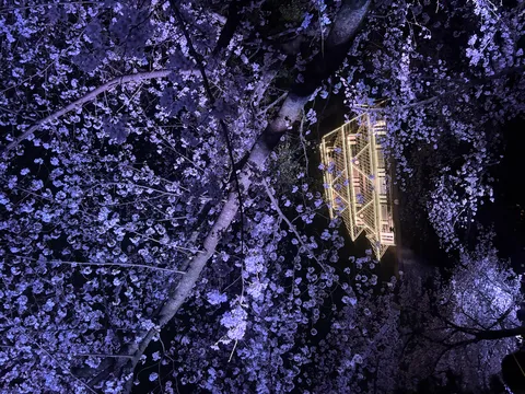 紫に染まる夜桜と古城の煌めき