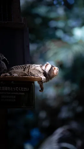 木陰で伸びるサルのひととき