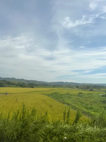 黄金色の棚田、風薫る空