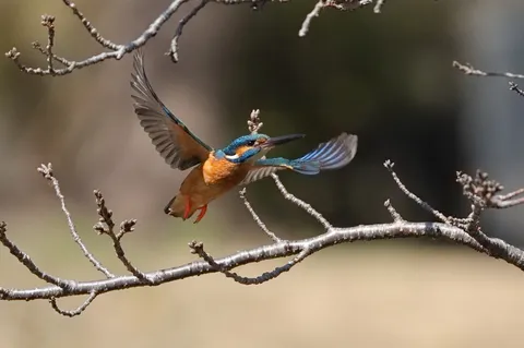 青い鳥、一瞬の煌めき