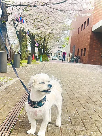 桜吹雪とご機嫌なワンコ