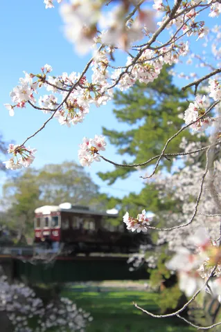 桜とローカル線、春の旅情