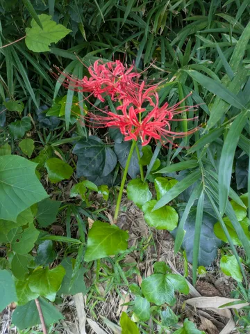 赤い彼岸花と静かな緑