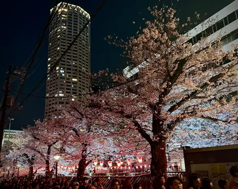 夜桜と都会の煌めき