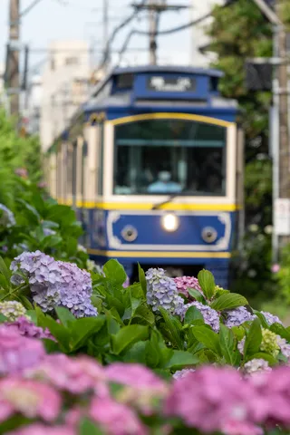 アジサイ越しに見る電車