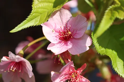 ピンクの花びら、太陽と密談中