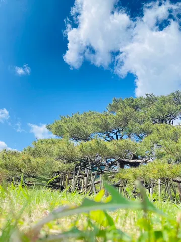青空と棚仕立ての松