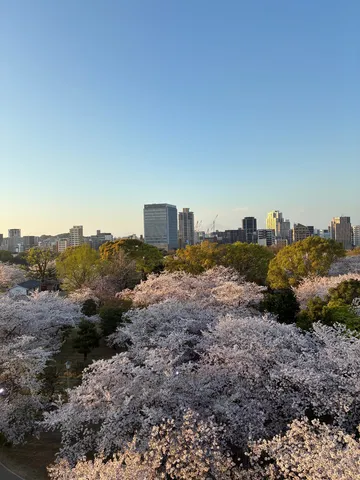 満開の桜と都会の空