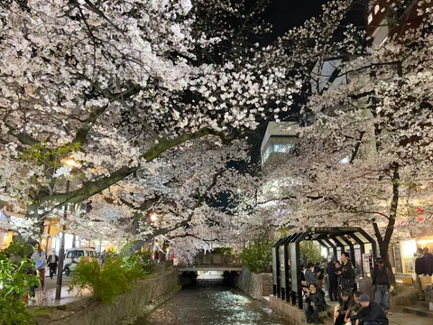 夜桜と水辺の賑わい