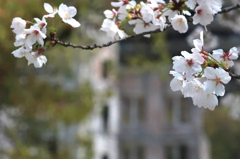 平和の桜