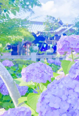 紫陽花と古刹の静かな時間