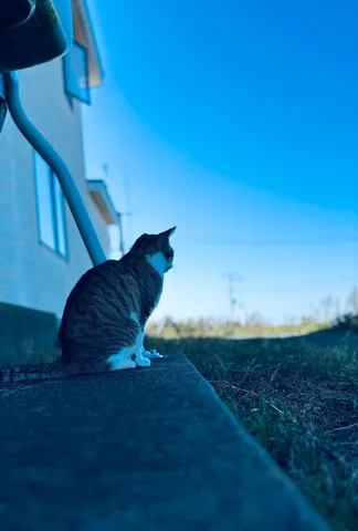 猫が見つめる青い世界