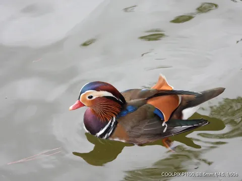 水辺に踊る彩色の鴨