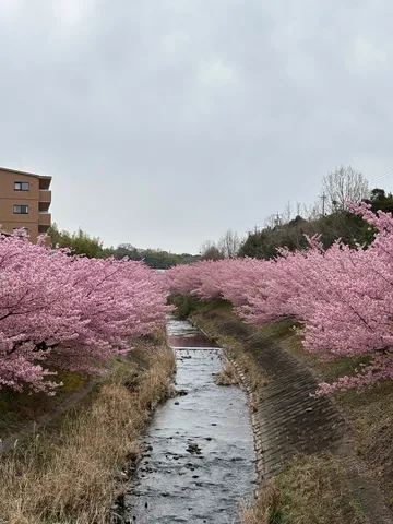 川沿いの桜の絵巻