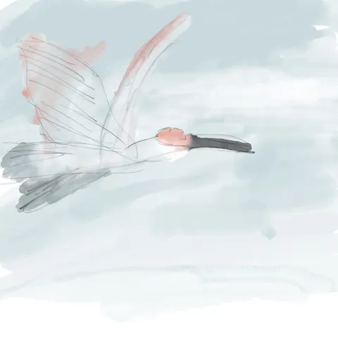 空を舞う、淡い飛翔