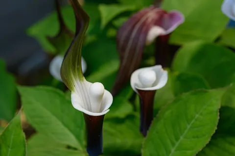 深淵に咲く神秘の花