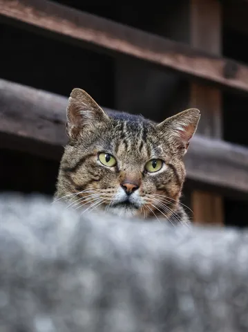 壁の隙間から覗く猫の視線