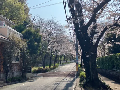 桜並木と静かな坂道