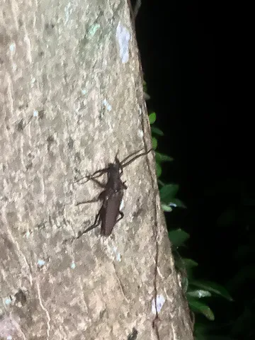 木登り？昆虫の夜間パトロール