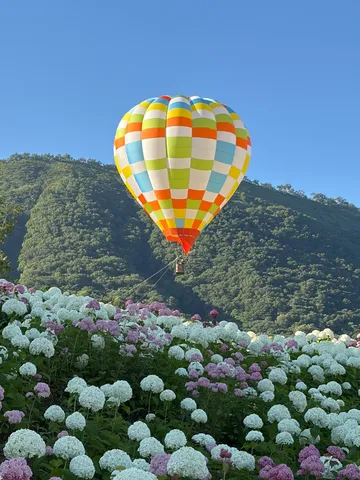 空へほどける花畑