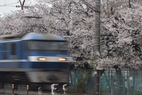 桜の中を駆ける青