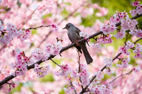 桜咲く枝に小鳥が一羽