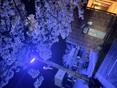 蒼い光に染まる夜桜