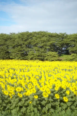ひまわり畑に広がる青い空