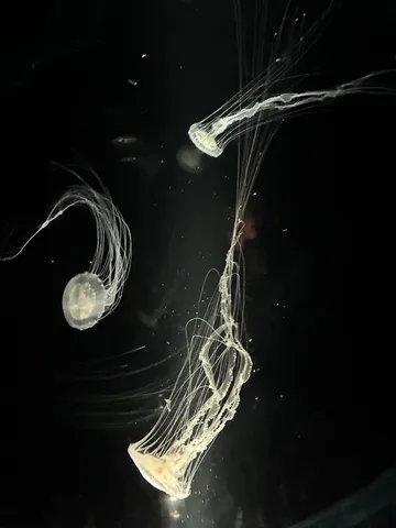 深海のメロディー