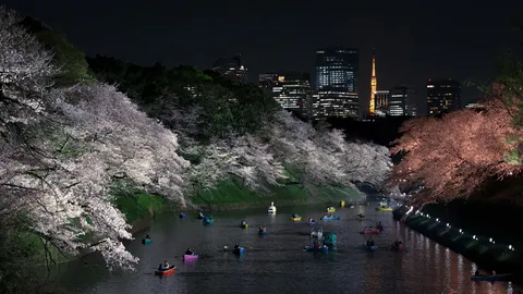 水面に映える夜桜