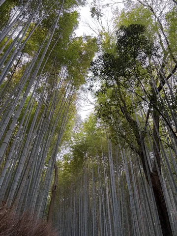 竹林に風が通る静寂