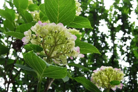 瑞々しいあじさいの蕾
