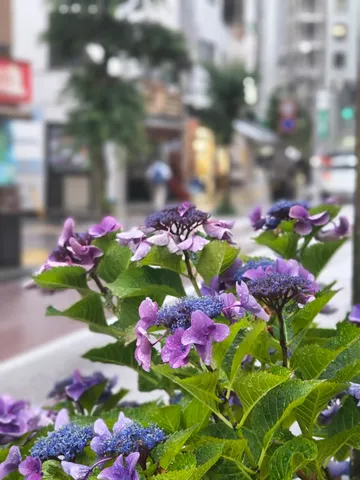 雨粒に濡れる紫陽花、都会のオアシス