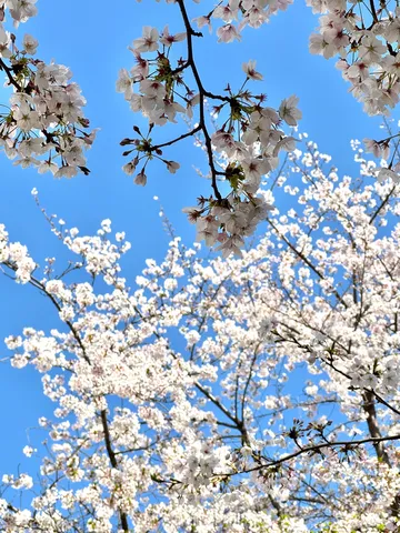 青空に映える桜