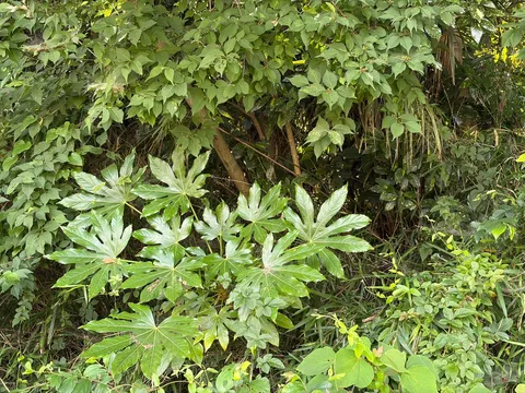 緑深き、未知なる葉っぱの楽園