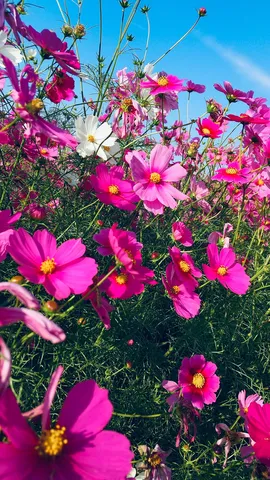 コスモスの花畑、風に揺れて