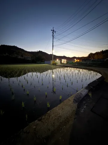 田んぼの反射がアートな夜明け
