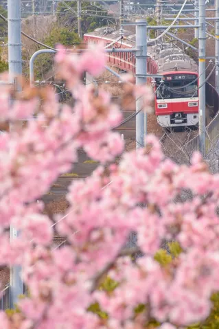桜越しの赤い列車
