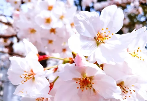 春の訪れ、桜の蕾と花