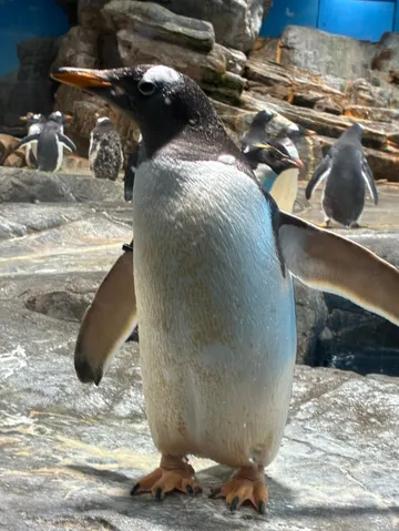 ペンギンたちの日常、一コマ