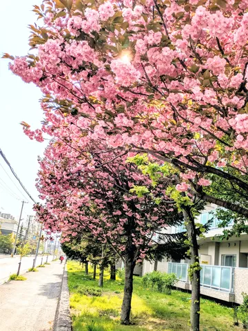 ピンク満開！陽気な桜ロード