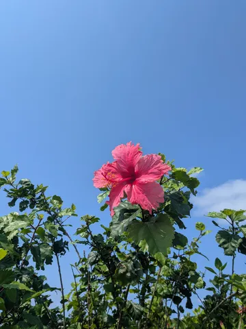 青空に咲く、情熱のハイビスカス