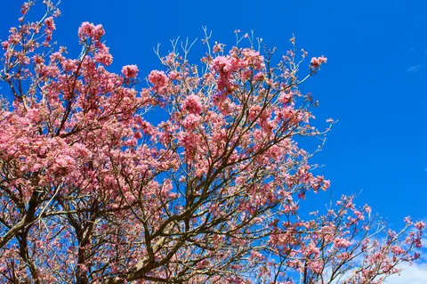 青空に映えるピンクの花