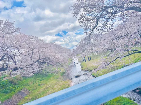 川沿いの桜並木