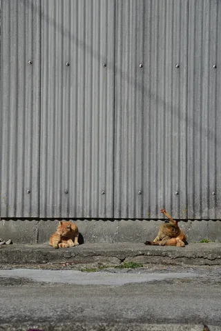 日向ぼっこ猫、2匹の光景