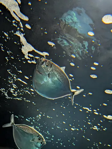 漆黒の海に潜む光