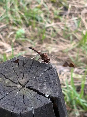 焼け木にとまる蜻蛉
