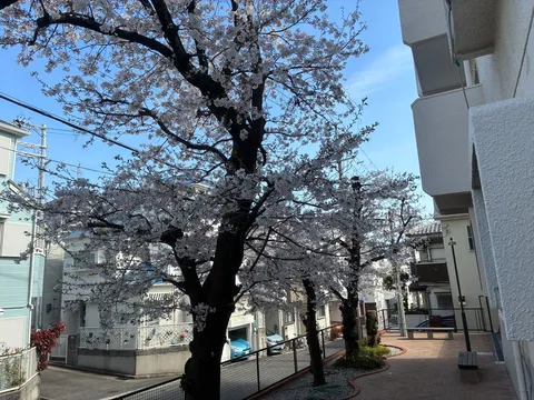 春風と満開の桜、穏やかな日常
