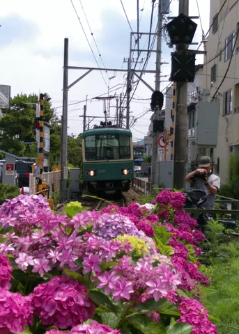 あじさい畑
