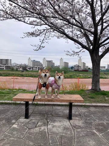 春の訪れ、ベンチの上の仲良し